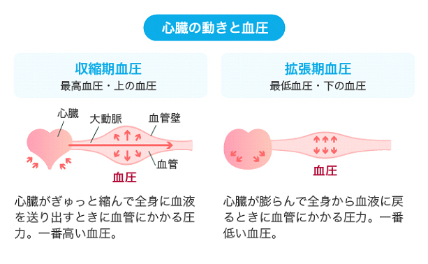 ★収縮期血圧と拡張期血圧 収縮期血圧とは、心臓が縮んで全身に血液を送り出すときに血管がかかる圧力のことを言います。一方、拡張期血圧は心臓が膨らんで全身から血液に戻る時に血管に圧力のことを言います。★動脈硬化と血圧の関係 〇収縮時 心臓が収縮すると、血液が大動脈に押し出されます。健康な場合、大動脈とそれに連なる動脈は弾性に富んでいますので、通常は若干膨張します。これにより圧力の上昇は緩和されます。逆に、血管が動脈硬化などで硬くなると、上昇が緩和されず、相対的に圧力が高くなります。〇拡張時 収縮した心臓は血液を吸い込むために拡張します。動脈の中へ送り出された血液は全身へ広がっていくので、動脈の中身が減っていくので、圧力が下がります。この時、健康で動脈の弾力性が十分保たれていれば、心臓から血液が送り出されたときに伸びた分、あるいはそれ以上に収縮しますので、圧力はある程度保たれます。動脈硬化などで血管の弾力性が失われると、このようなことは起きませんので、圧力はより下がることになります。