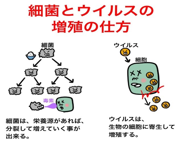 ウイルスの力を治療へ ウイルスってなに？ ウイルスは細胞を持っておらず、他の生物（宿主）の細胞の中に入って、その機能を借りて、自分の設計図である遺伝子をコピーして増殖します。 因みに、細菌は細胞を持っており、栄養さえあれば自らをコピーして、自力で増殖することができます。 