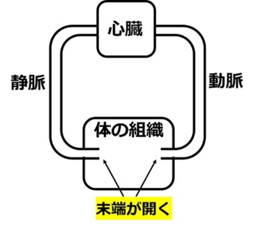 「血圧」初歩の初歩①朝晩めっきり冷え込むようになりました。気温が下がると気になるのが「血圧」 寒くなると、私たちのからだは体温を逃がさないように血管が収縮するので、血圧が上がりやすくなります。ところで血圧っていったい何なのでしょう？〇 循環のしくみ　体の中では血液が必要な物質や不要な物質を運び、全身を回って(循環して)います。① 心臓が血液を押し出す② 押し出された血液で心臓に近い血管がふくらむ③ 弾力のある血管が元に戻ろうとして血液をさらに先に押し進める④ 全身の組織に血液が届き、酸素や栄養分を渡す⑤ 心臓から遠い血管が血液によってふくらむと、こちらも元に戻ろうとして血液を心臓に送り出すつまり、心臓の動き①だけでなく、血管の弾力③によって血液は体のすみずみにまで運ばれ、また心臓に戻ってくるのです。足の血管の弾力⑤や周りの筋肉によって、多量の血液は心臓にまで持ち上げられるのです。ふくらはぎが第２の心臓と呼ばれるのもわかりますね。〇 血圧とは収縮期血圧(上の血圧)＝心臓がギュッと収縮して血液を全身に送りだすときの圧力。拡張期血圧(下の血圧)＝血液が心臓に戻ってきて、心臓がふくらみ、次に送り出す血液をためている状態のときの血圧。次回は「高血圧」についてお話します。