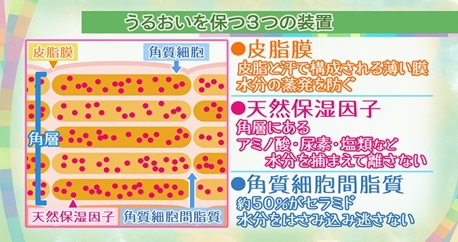 皮膚の一番外側には、「角質」という皮膚の細胞が平たく積み重なった部分があります。0.02mｍと非常に薄い部分です。角質は外からの菌や、化学物質、紫外線などを体の中に入らないようにするのと、体内の水分の蒸発を防ぐ役割があります。この角質の部分には、うるおいを保つ３つの装置があります。これら３つの装置は、加齢とともに衰えてきますので、肌が乾燥しやすくなるのです。