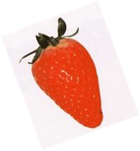 あきひめ 長い紡錘型の果実。果実が大きく、酸味も少ない みずみずしさを感じる「久能早生」×「女峰」から誕生