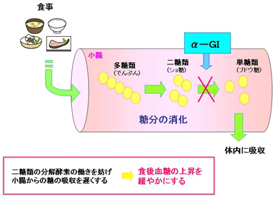 今回の話題は食後の糖吸収を抑制する内服薬についてです。このくすりは「αグルコシダーゼ阻害剤」と呼ばれています。 ここで、この「αグルコシダーゼ阻害剤」の働きの説明になります。 　一般的に、食事で摂ったでんぷんなどの炭水化物は、体内の酵素により段階的に分解され、最終的にはブドウ糖となり血中に取り込まれます。 　しかし、「αグルコシダーゼ阻害剤」を服用しますと、炭水化物が体内の酵素により段階的に分解される最後の過程の、αグルコシダーゼという酵素の働きをジャマして、ブドウ糖が血中に取り込まれるのを阻止、または遅延させる薬です。 発売されたばかりの、血糖を尿から出してしまう薬との併用は、今後期待されるところですが、従来からの糖尿病薬と併用され、日本では年間２００万人以上の患者さんが服用していると考えられます。